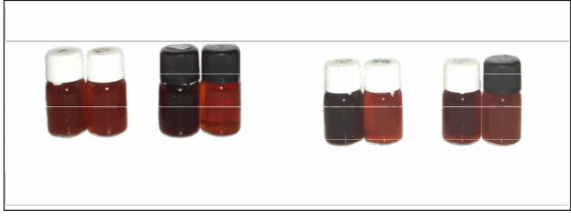 Gambar 26  Ekstrak buah vanili segar dengan penambahan satu jenis enzim  komersial  dengan  pelarut  air  dan  atau  etanol,  dari  kiri  ke  kanan:  air,  air+etanol,  selulase+air  selulase+air+etanol,  pektinase+air,  pektinase+air+etanol,  glukosidase+
