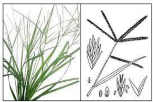 Gambar 1. Rumput Belulang (Eulisine indica) 