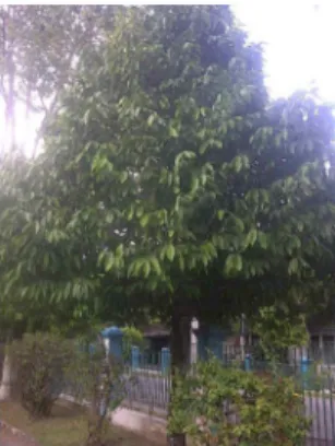 Gambar 1. Tanaman kepel (S. burahol) 