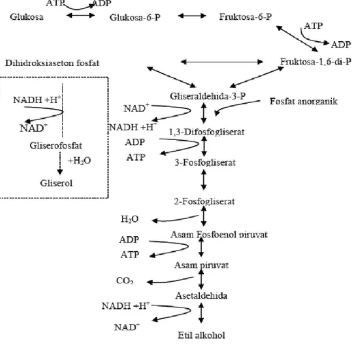 Gambar 6. Skema fermentasi glukosa menjadi alkohol (Embden Meyerhof-          Parnas Pathway) (Paturau, 1969)