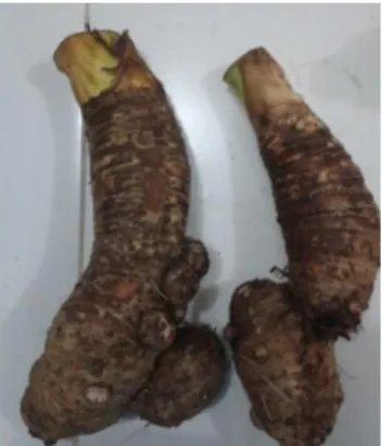 Gambar 3.  Umbi talas taro 