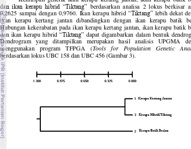Tabel 5  Jarak genetik pada ikan kerapu kertang jantan, ikan kerapu batik betina dan ikan kerapu hibrid “Tiktang” 