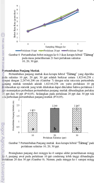 Gambar 7 Pertumbuhan Panjang mutlak  ikan kerapu hibrid “Tiktang” pada  perlakuan salinitas 10, 20, 30 ppt