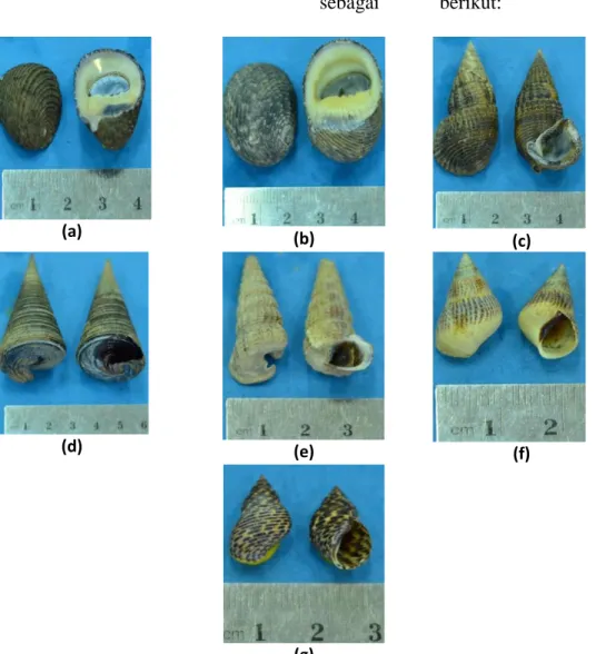 Gambar 1. Jenis-jenis Gastropoda yang Ditemukan Selama Penelitian:                              (a) N