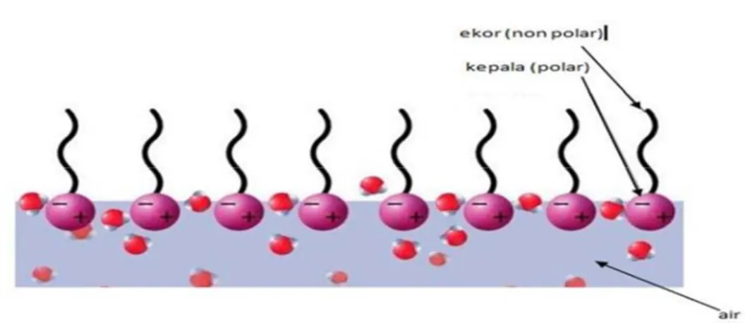 Gambar 4. molekul surfaktan pada permukaan zat cair 