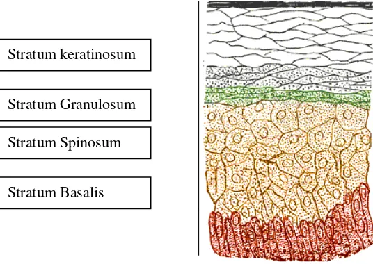Gambar 1. Struktur epitel rongga mulut 