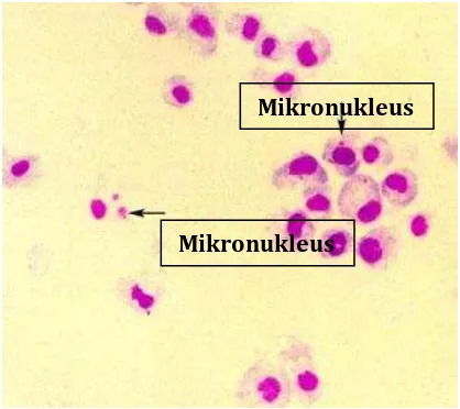 Gambar 2.Mikronukleus 