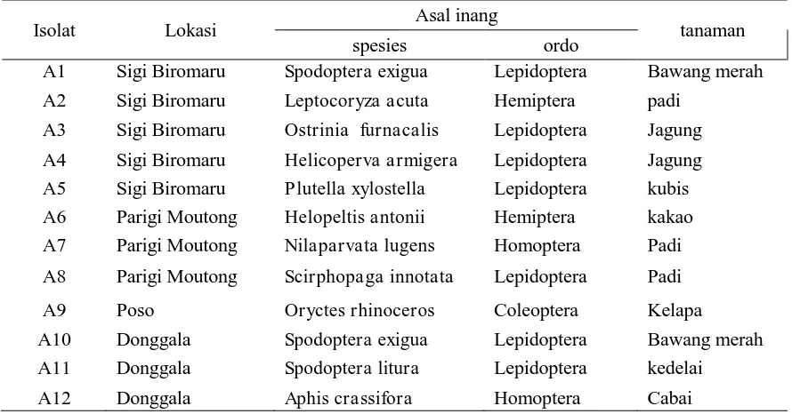 Tabel 1. Nama Isolat, Lokasi, Asal Inang dan Tanaman Inang Isolat  Beauveria spp. 
