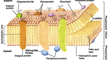 Gambar 2.1. Membran sel 