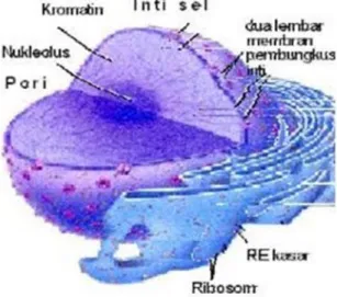 Gambar 2.2. Nukleus dan Retikulum Endoplasma kasar 