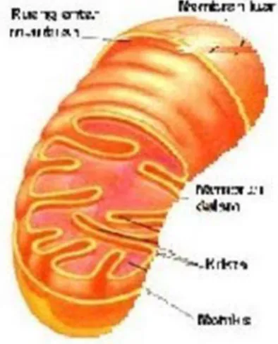 Gambar 2.6 Mitokondria 