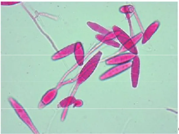 Gambar 2.7. Mikroskopis Tricophyton. 14   