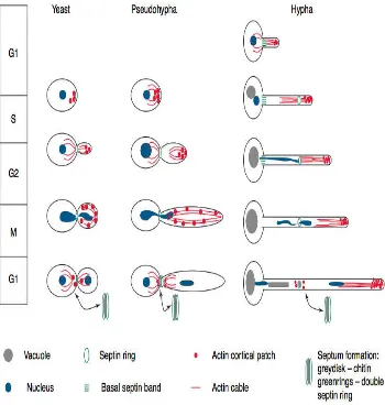 Gambar 1.  Representasi dari siklus sel ragi, hifa, dan pseudohifa16 