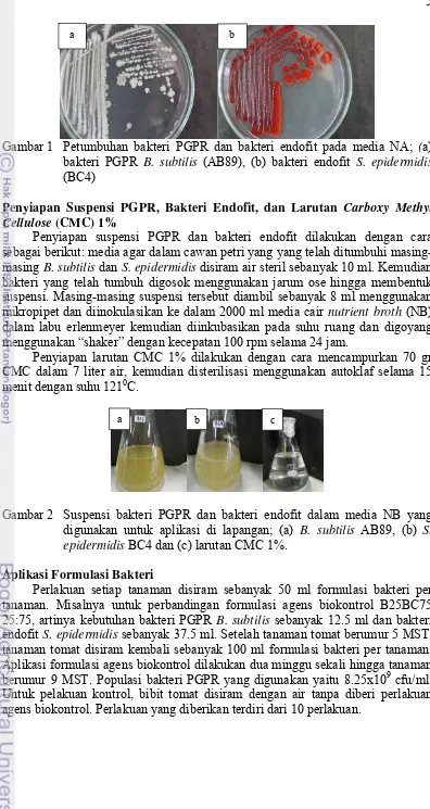 Gambar 1 Petumbuhan bakteri PGPR dan bakteri endofit pada media NA;  (a) 