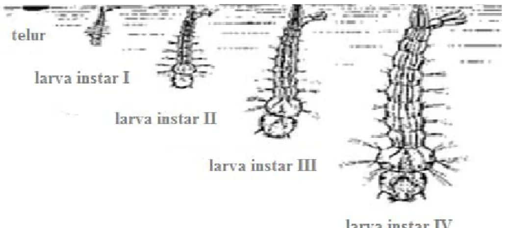 Gambar 2.3 Larva instar (Barry dan William, 1996) 