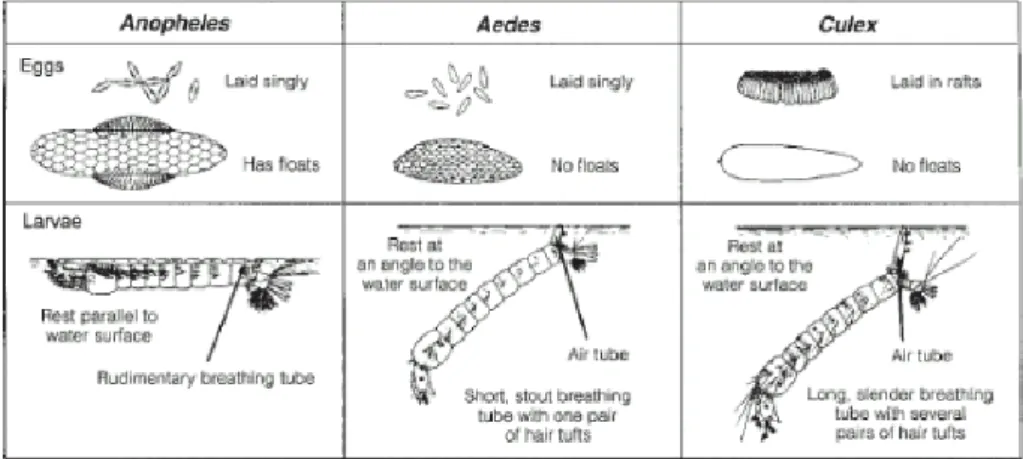Gambar 2.4 Telur dan larva nyamuk berdasarkan spesies ( WHO, 1997) 