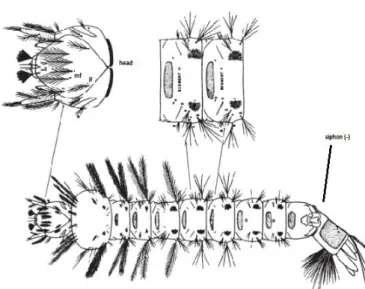 Gambar 2.6 Morfologi Larva Anopheles quadrimaculatus (Littig dan  Stojanovich,1997). 