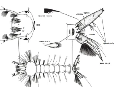 Gambar 2.7 Morfologi Larva Culex quenquefasciatus (Littig dan Stojanovich,1997). 