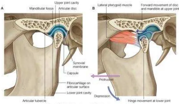 Gambar 1: Anatomi sendi temporomandibula: A. saat posisi rahang terutup, 
