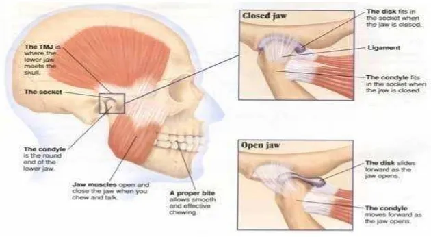 Gambar 2. Anatomi sendi temporomandibula.19 