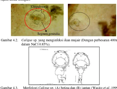 Gambar 4.3.MorfolMorfologi Caligus sp. (A) betina dan (B) jantan (Wn (Wasito et al.,1999)