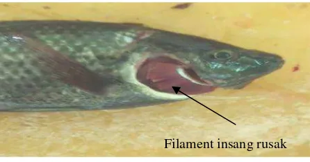 Gambar 4.9.Bagiakarenagian yang ditunjuk merupakan bagian insangena terinfeksi parasit.nsang yang rusak