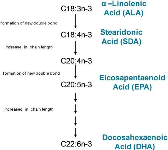 Gambar 4. Sintesis EPA dan DHA (Anonim, 2012) 