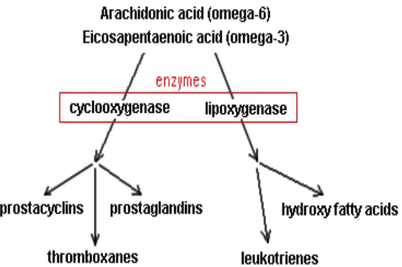 Gambar 5. Metabolisme asam lemak C20 cis (Zamora, 2013) 