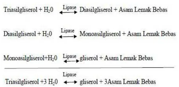 Gambar 6. Tahapan hidrolisis triasilgliserol (Brockman, 1984) 