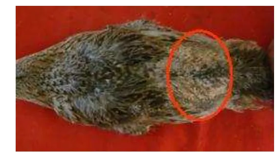 Gambar 5  Bulu punggung bawah itik alabio yang rontok 