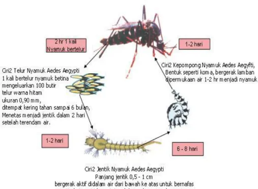 Gambar 1. Siklus hidup nyamuk Aedes Aegypti 