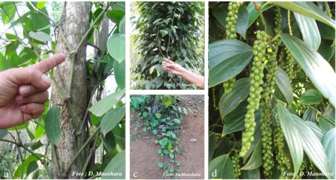 Gambar 1. Sulur panjat (a), sulur gantung (b), sulur cacing/tanah (c) dan sulur/cabang buah (d) 