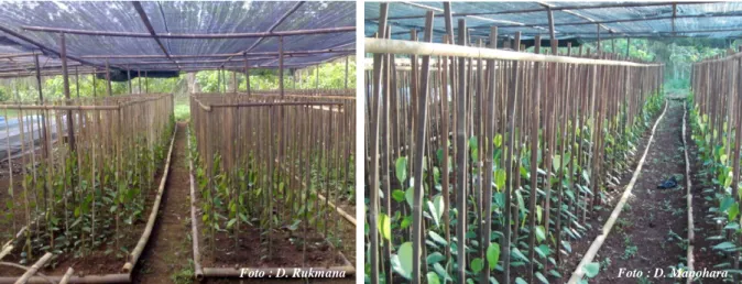 Gambar 2. Kebun induk mini 
