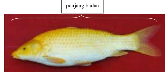 Gambar 3  Panjang badan ikan mas (Crypinus carpio) 