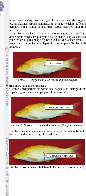 Gambar 4  Tinggi badan ikan mas (Crypinus carpio) 