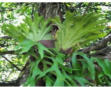 Gambar tersebut adalah tumbuhan paku tanduk rusa  (Platycerium bifurcatum)  yang