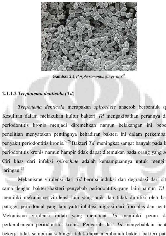 Gambar 2.1 Porphyromonas gingivalis 25