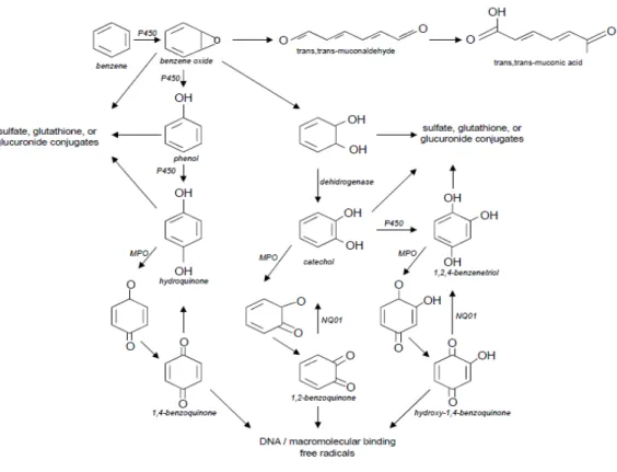 Gambar 1. Mekanisme Hematotoksik Benzena                                                                                                                         