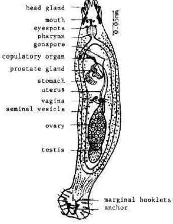 Gambar 4.1.Dactyperbesaactylogyrusbesaran 400X dalam larutan NaCl fisiolog