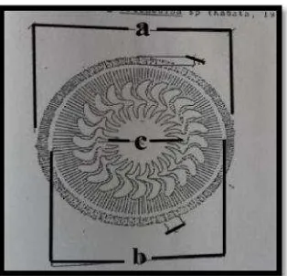 Gambar 4.6.Anatom(a) Dinatomi Trichodina sp. yang menginfeksi ikan niDiameter tubuh (b) Adhesive disk (c) Dentikel Knila (O