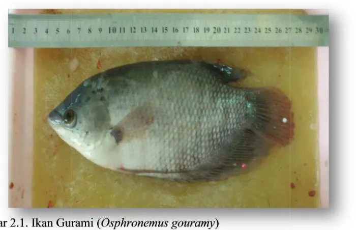 Gambar 2.1. Ikan Gururami (