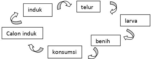 Gambar 2.2. Siklus hidup ikan gurami (Effendie, 1999)