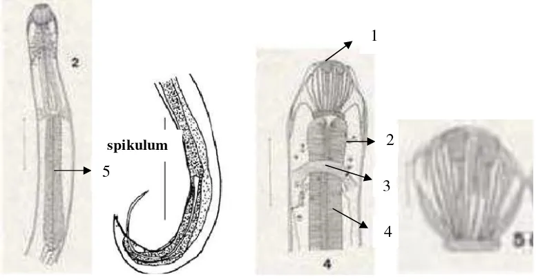 Tabel 4.2. Prevalensi parasit pada organ insang dan saluran pencernaan (usus)ikan gurami (Osphronemus gouramy)