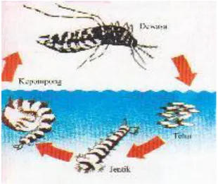 Gambar 1. Siklus Hidup Nyamuk Aedes aegypti  Siklus hidup nyamuk Aedes egypti : Telur – Jentik – Kepompong  –  Nyamuk 