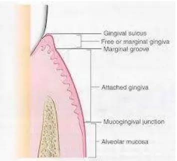 Gambar 2. Anatomi Gingiva35