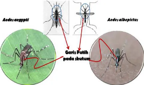 Gambar 2.1 Karakteristik nyamuk Aedes aegypti dan Aedes albopictus  Sumber: Suparta [6] 