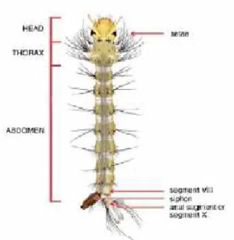 Gambar 2.5 Larva Aedes aegypti  
