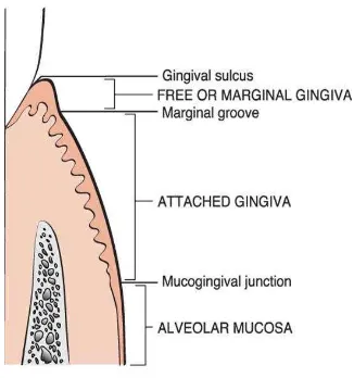 Gambar 3. Anatomi Gingiva15 