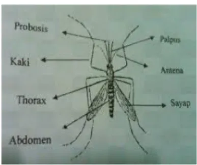 Gambar 12 nyamuk Mansonia sp (Fahmi, 2009) 