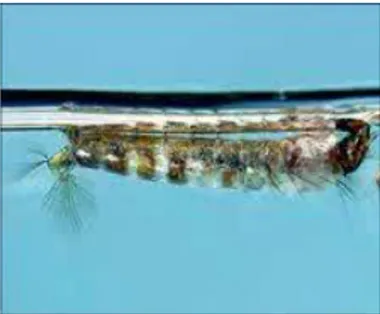 Gambar 14 larva Anopheles ( Rosa, 2009 ). 